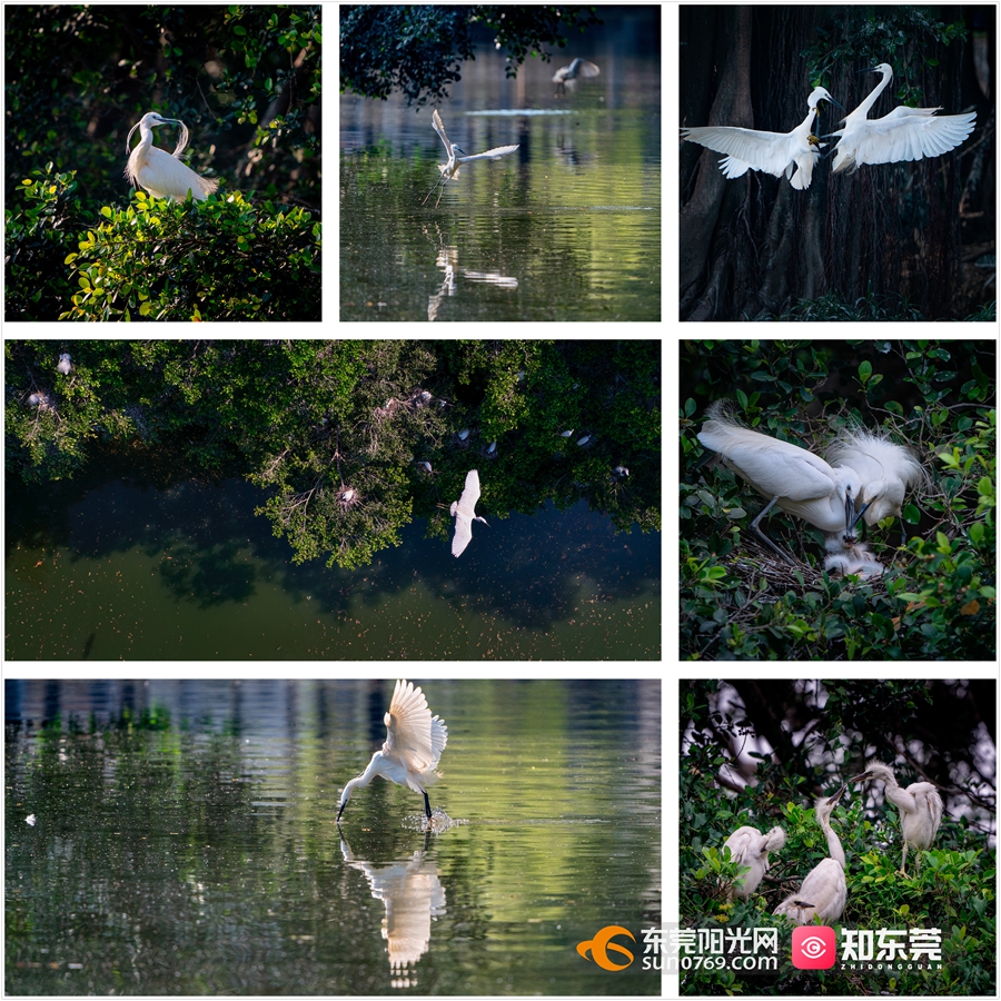 1678503169368984.jpg 鹭鸟家园 14.jpg