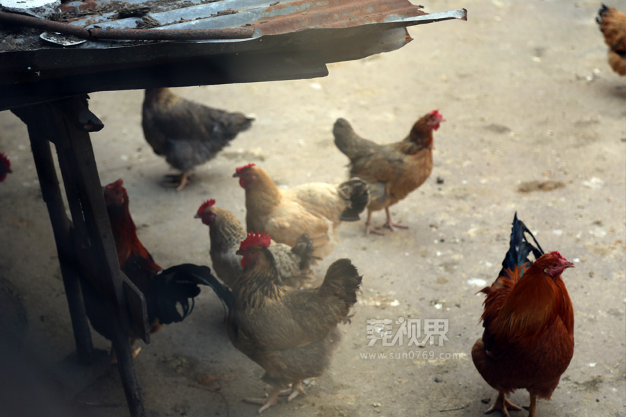 【莞视界】禽流感阴影下东莞家禽市场萧条