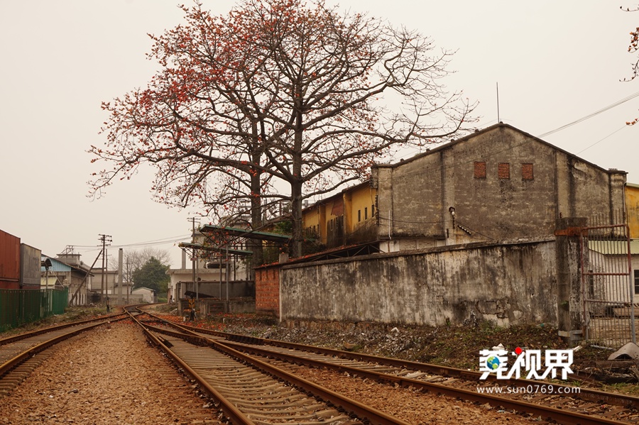 凤凰花和老仓库构成 "怀旧风景线"