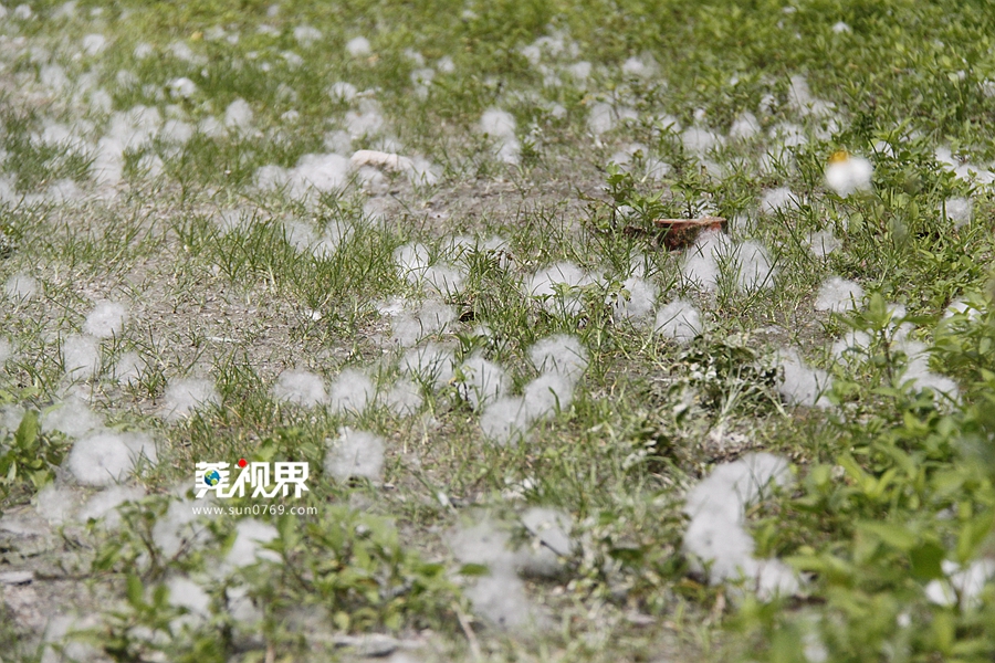 草地上满满都是木棉花絮,犹如白雪落在地上.