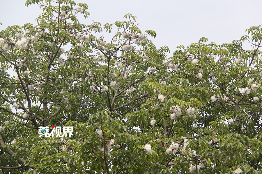 【莞视界】"五月飘雪"木棉花絮漫天飞