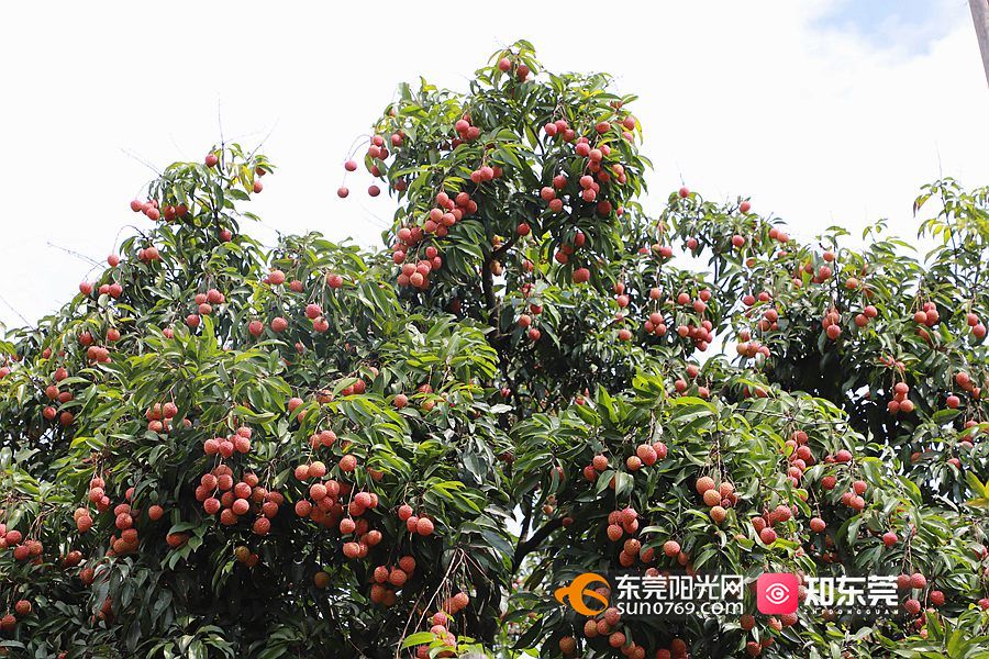 莞视界大岭山特色荔枝岭丰糯大放异彩