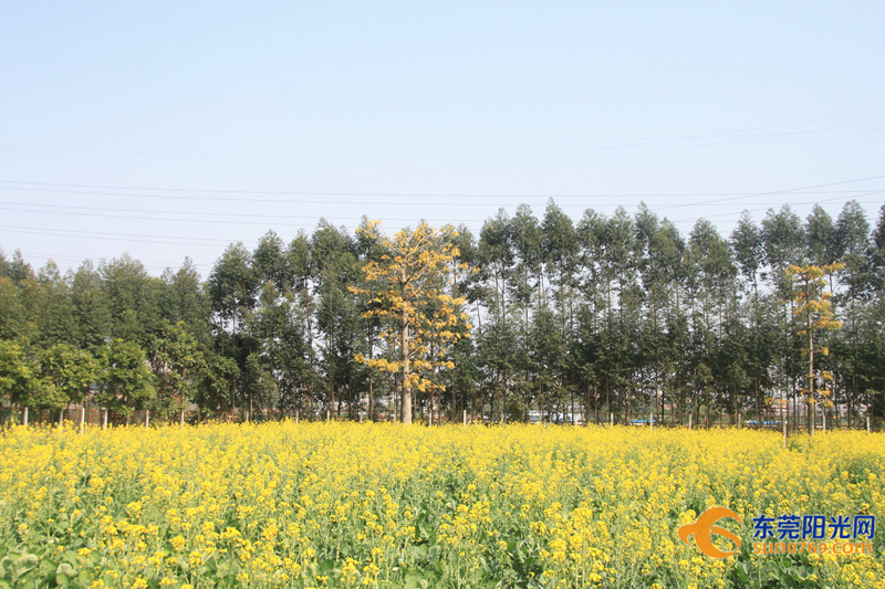 位于东坑镇农业园内(石斛基地附近)油菜花田