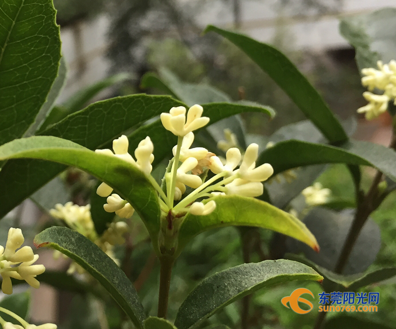 寮步:天气回暖桂花开 清新桂香飘满城