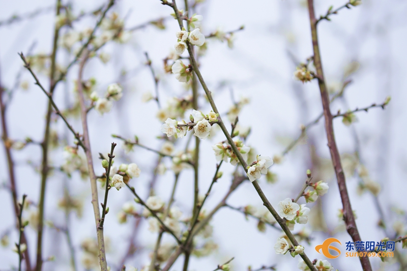 青梅树花