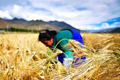 西藏做好“三篇文章”力促农牧民增收