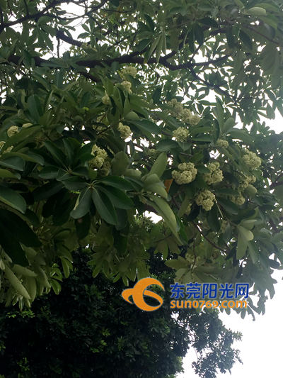 中堂:啥气味令人反胃头晕?盆架子树频被投诉