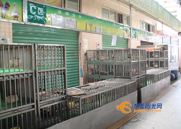 大朗:活禽市场休市 严防H7N9_东莞