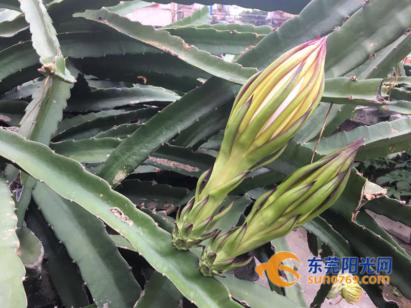 自家阳台也能种出火龙果?茶山这位市民厉害了