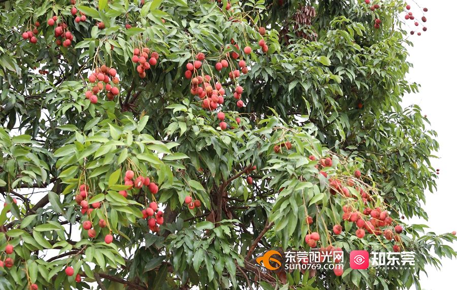 1622447774531588.jpg 微信图片_20210531110422.jpg