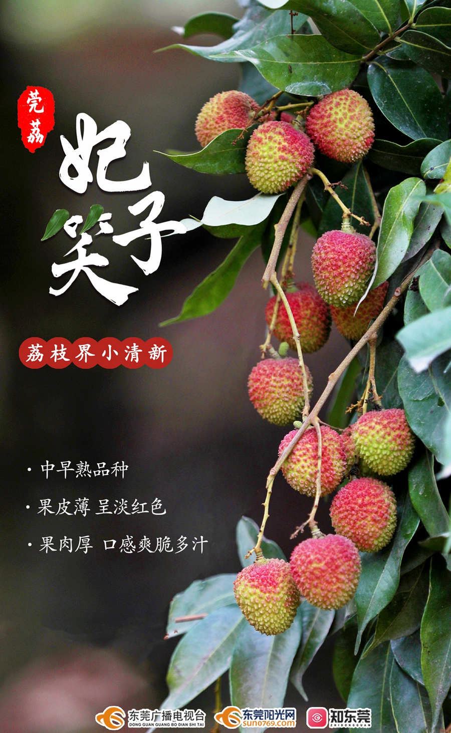 1623394345400890.jpg 妃子笑1.jpg