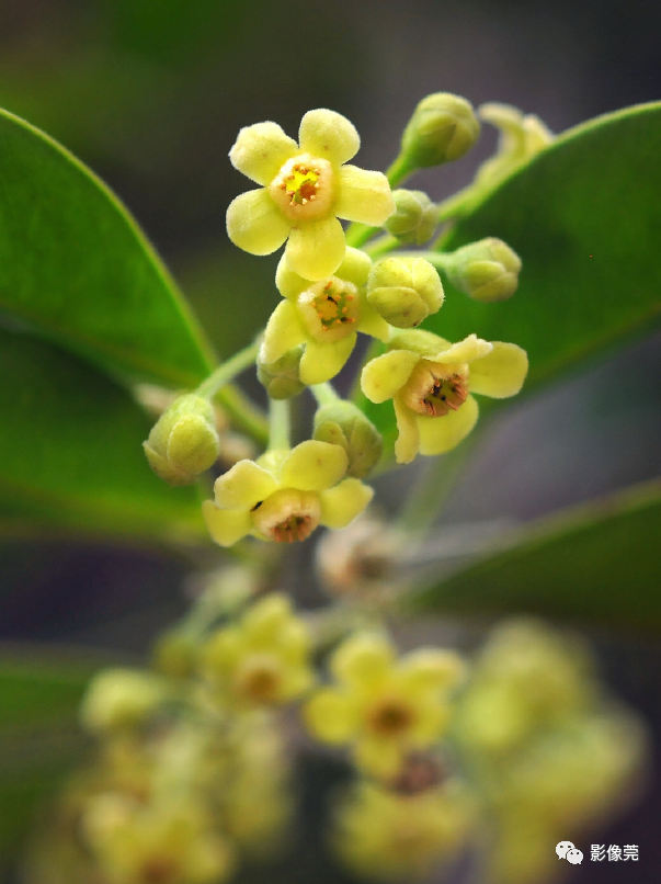 低调内敛的莞香花盛开,等你来赏!_东莞阳光网