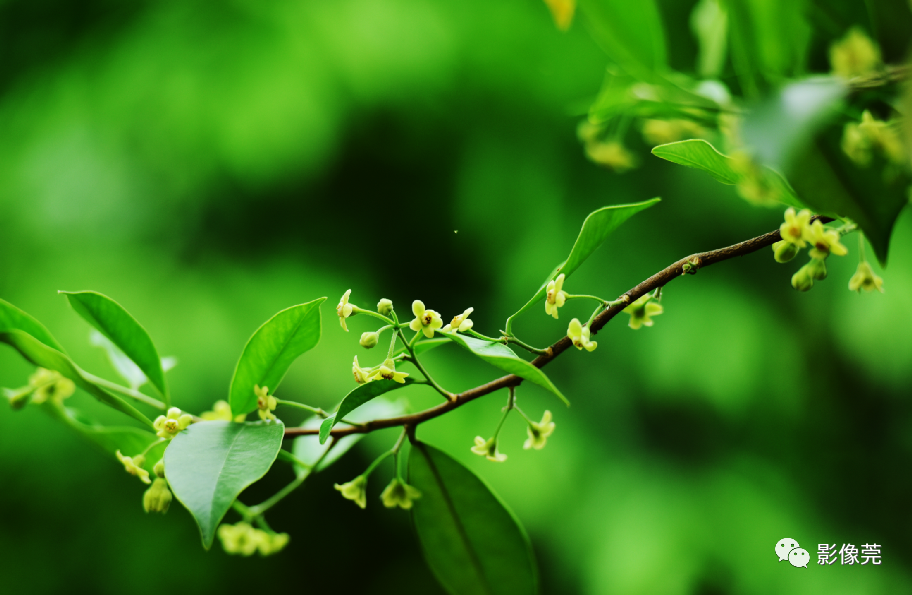 低调内敛的莞香花盛开等你来赏