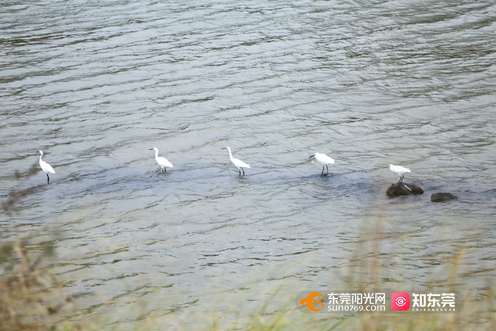 1651230615532987.jpg 石马河桥头段水质显著改善,.jpg