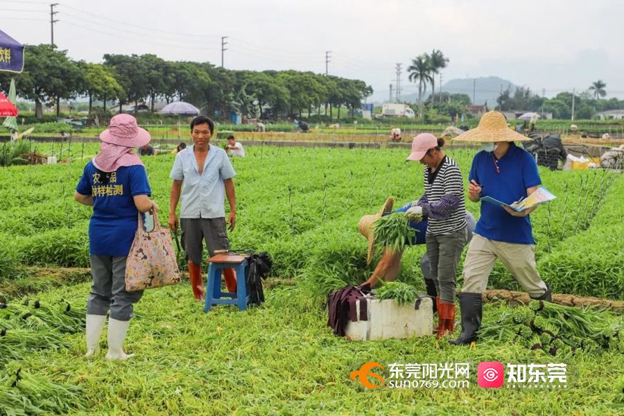 1653014283820627.jpg 3.jpg