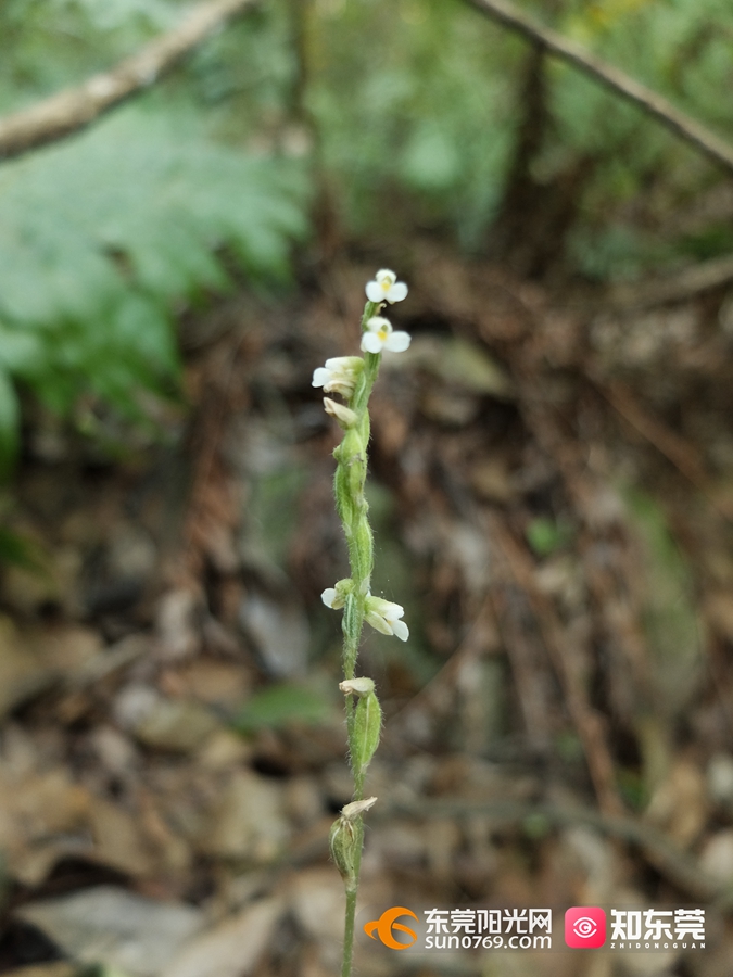 1659153879763085.jpg 宽叶线柱兰 叶子很小, 长 2.5-4厘米,宽1-2.5厘米.jpg
