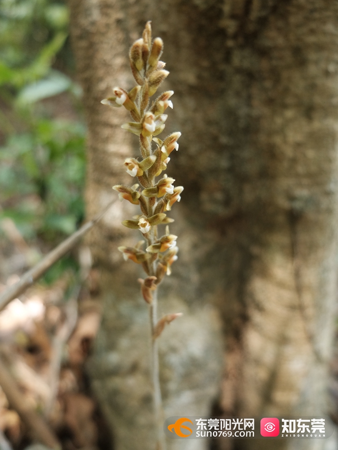 钳唇兰 ，长 4-10厘米.jpg