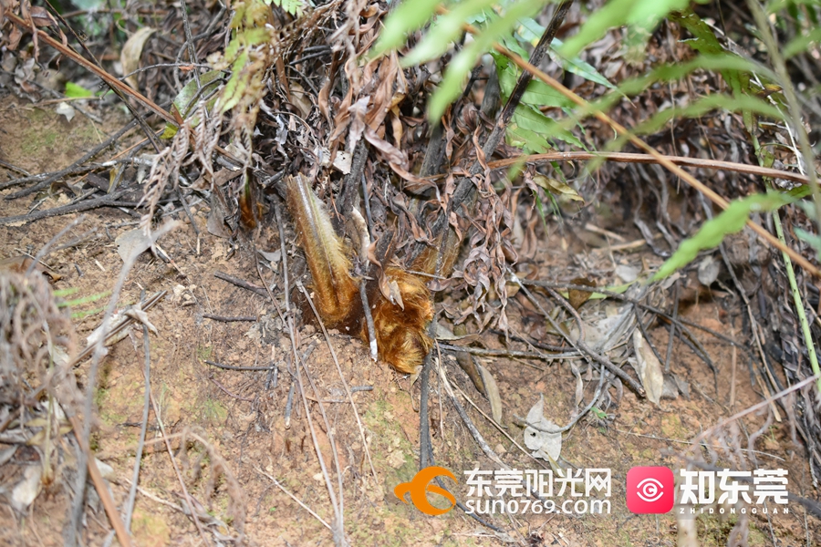 1659153231194417.jpg 金毛狗 Cibotium barometz 4.jpg