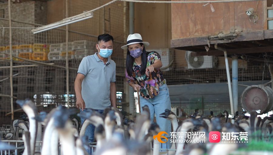 1664421255896747.jpg 央视《味·道》调查员孙迅跟随殷楚洪在鹅场选鹅2.jpg