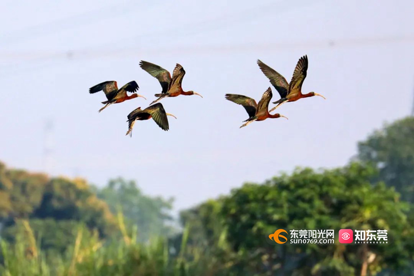 1683168127214372.jpg 1.jpg