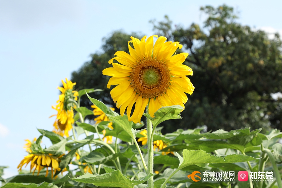 1685409247902580.jpg 7.jpg