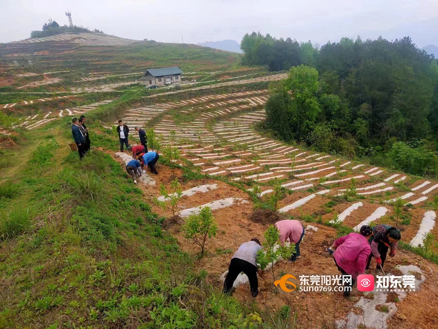 1685705933135689.jpg 鑫鑫农业集团有限公司在石阡县中坝街道的辣椒基地当地村民正在种辣椒.jpg
