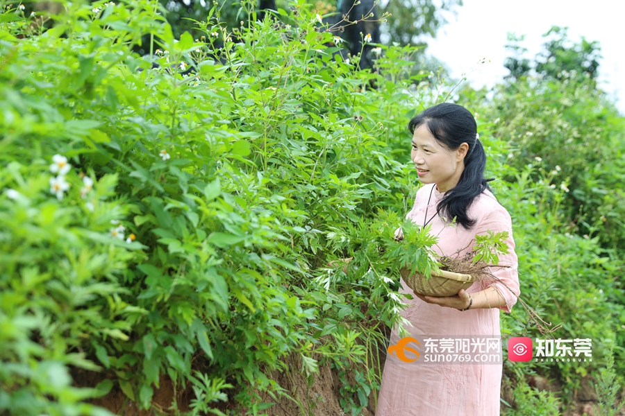 20240607艾草香囊制作 (1).jpg