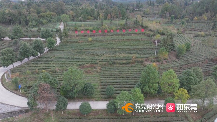 1733210569126803.jpg 8石阡—大宗茶精制加工中心旁茶园.jpg