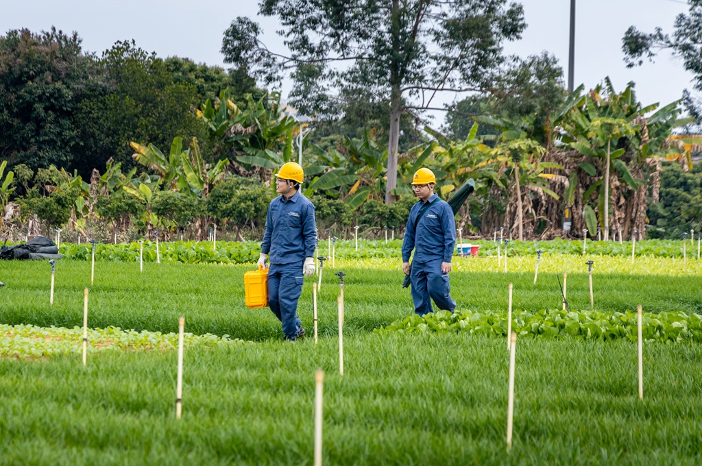 1741689524649394.jpg 近日,南方电网广东东莞东北区供电局工作人员穿梭田间进行供电线路巡视检查,保障农业生产用电平稳供应(张新城 摄).jpg