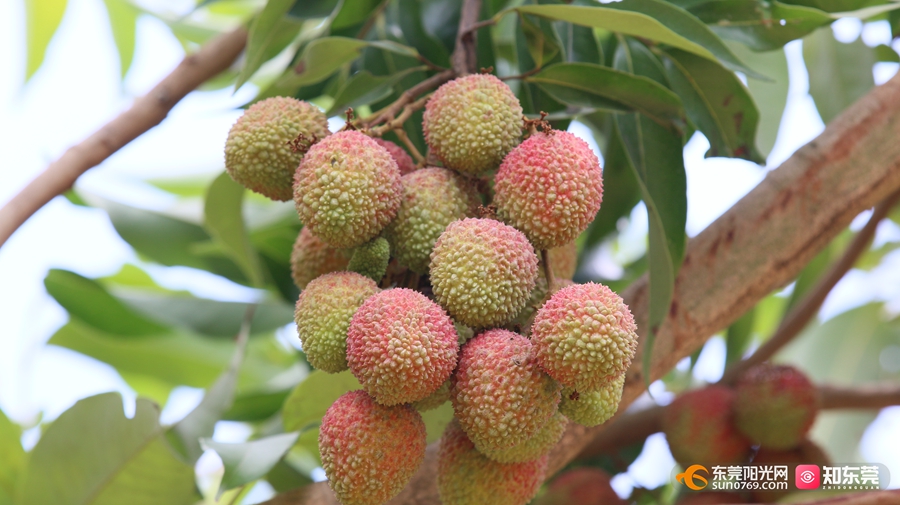 1747901854930028.jpg 樟木头2.jpg