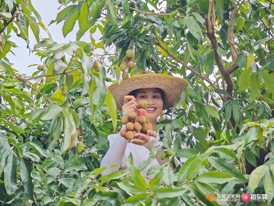 1747901890495895.jpg 樟木头4.jpg