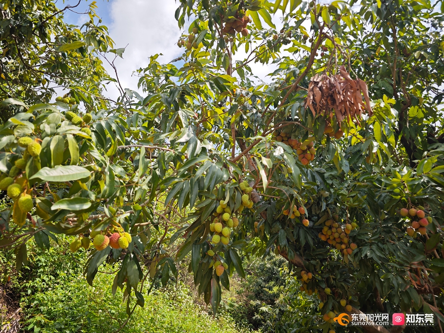 1747901901669274.jpg 樟木头6.jpg