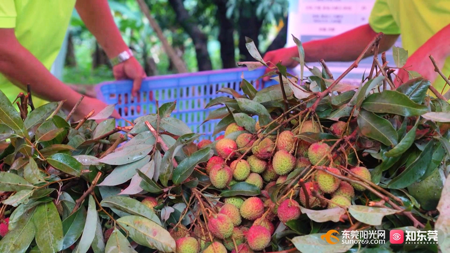 1748596197869188.jpg 2.jpg