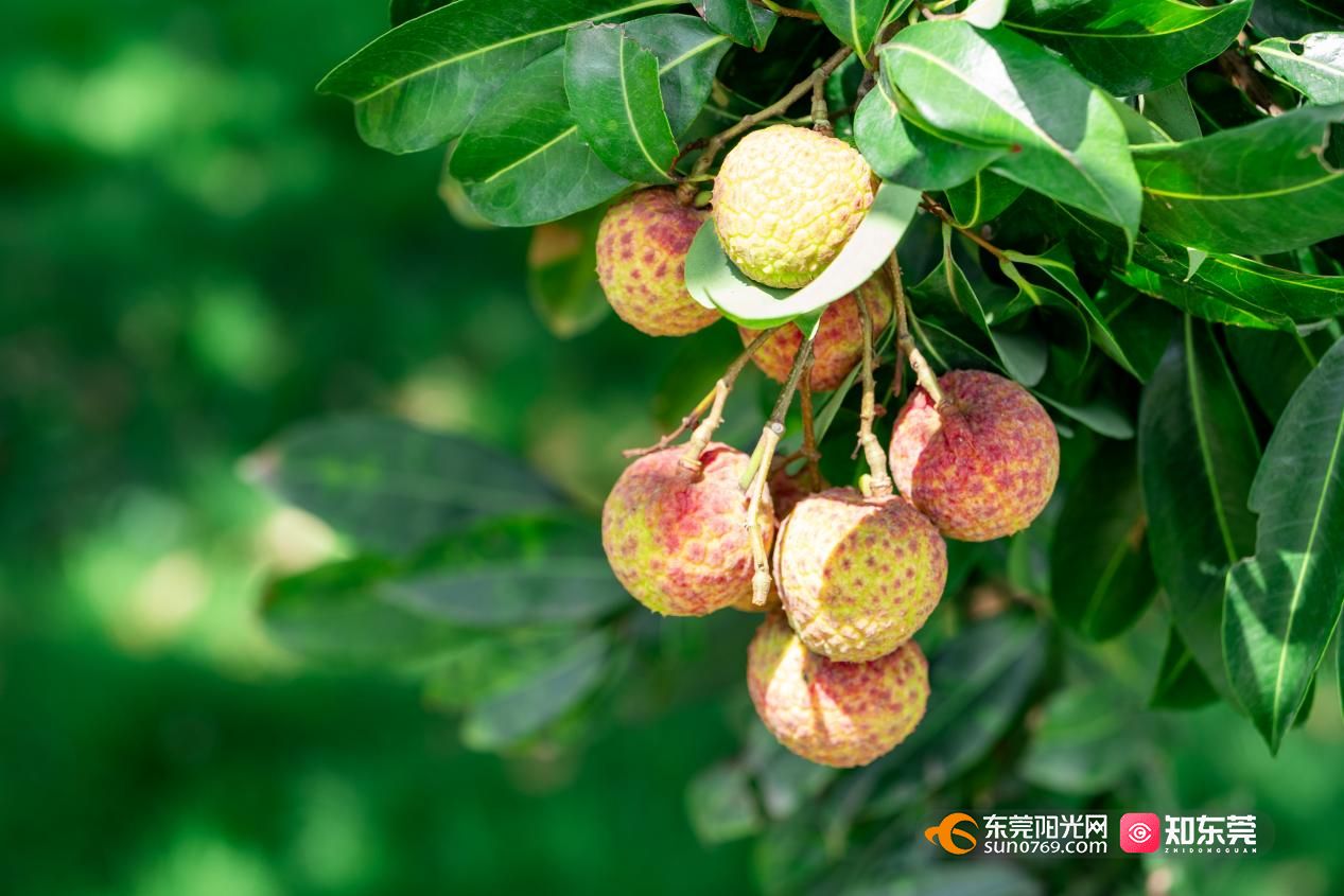 1749723744841808.jpg 图片2.jpg