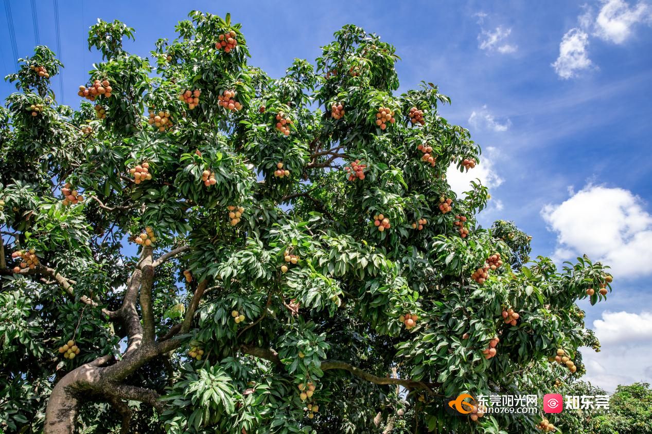 1749723752244484.jpg 图片3.jpg