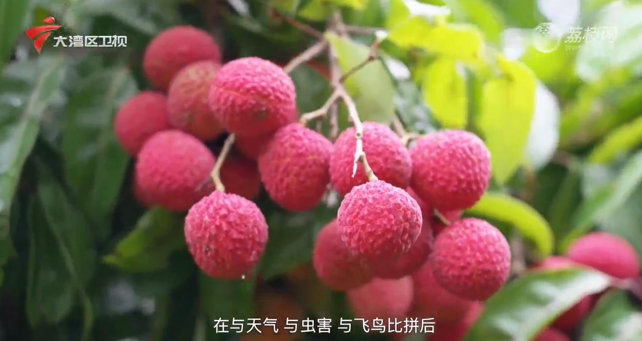 1749824371155801.jpg QQ浏览器截图20250613221546.jpg