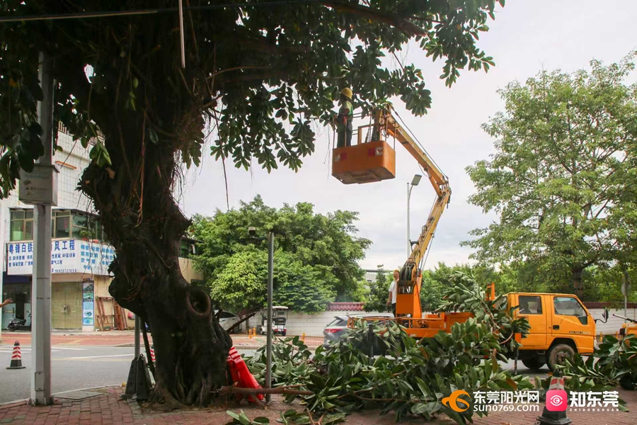 1758525928805249.jpg 园林绿化:修剪树枝2.jpg