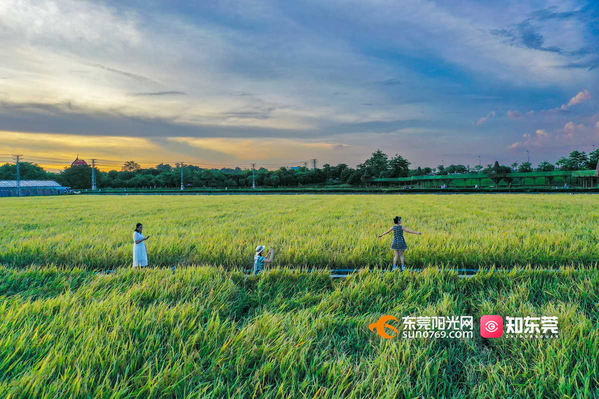 2024周屋稻田 (12)_副本.jpg