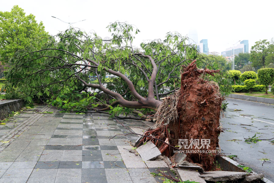 【莞视界】今晨11级大风突袭东莞 数十棵大树倒塌砸中十多辆小车
