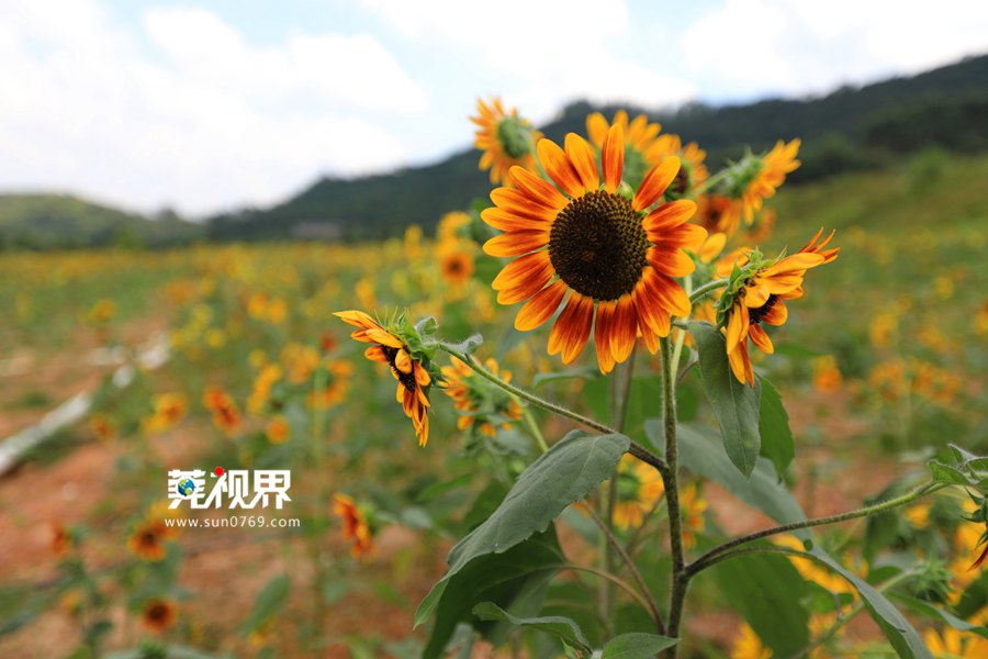 【莞視界】向日葵花海盛放 宛若秋日驕陽_東莞陽光網