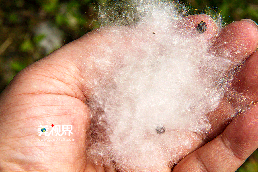 莞视界木棉花絮夏日漫天飞舞宛若五月飘雪