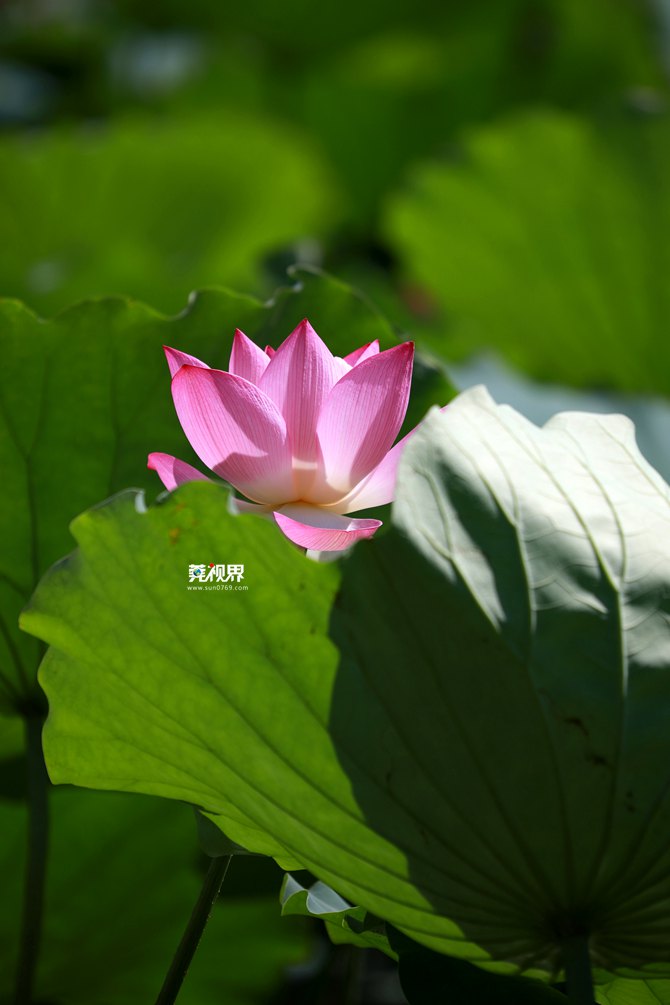 【莞視界】蓮湖公園份外香,初夏荷花悄然綻放!