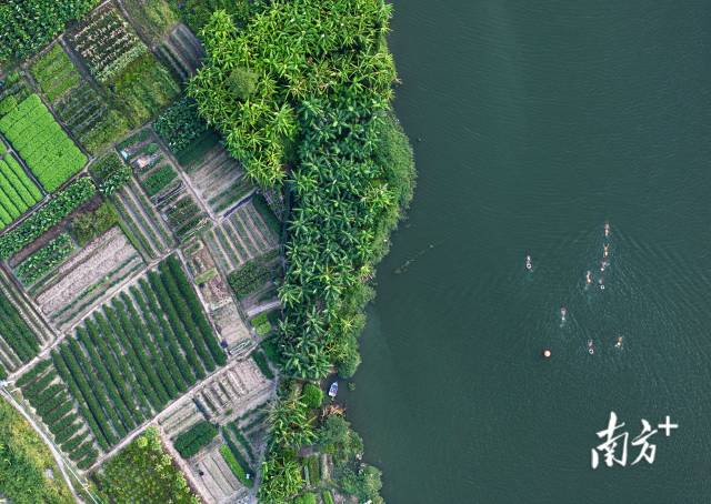 6月22日，汕头潮阳区铜盂镇，练江支流形成的天然泳场，一群爱好者正在游泳。