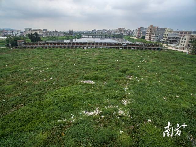 2015年，汕头潮阳区铜盂镇，练江水闸漂浮着大量的水浮莲。