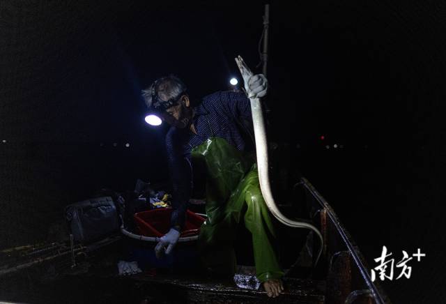 练江出海口，年过七十的超叔钓起一条鳗鱼。