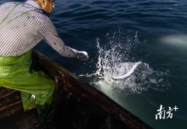 一条鳗鱼被拉出水面。