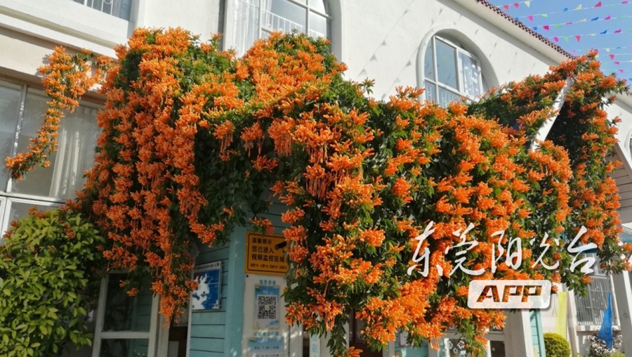 东莞的市花图片