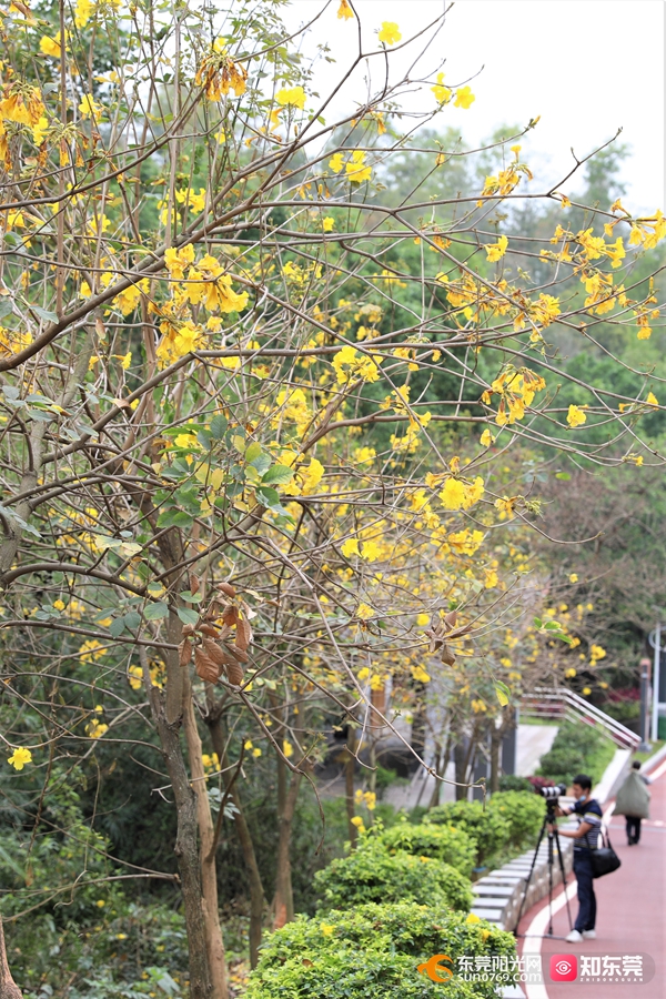 黄花风铃木如诗如画，远近各不同.JPG