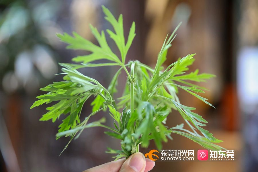 網絡中國節·清明節|食艾角,一口回到小時候!你吃了麼?_東莞陽光網