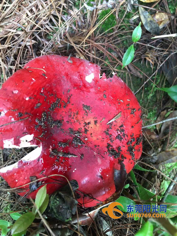 红色野生蘑菇图片大全图片